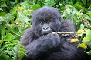 9X5RU Rwanda on 6m